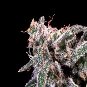 Kombucha Cream Feminised Seeds - 5 + 2