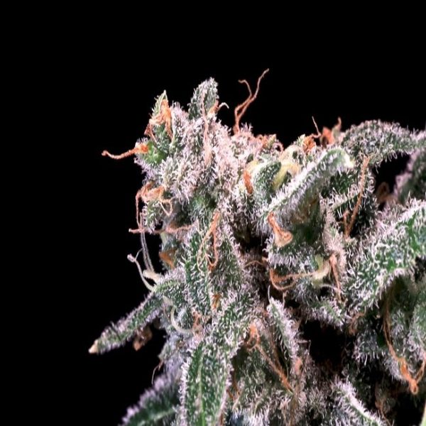 Kombucha Cream Feminised Seeds - 5 + 2