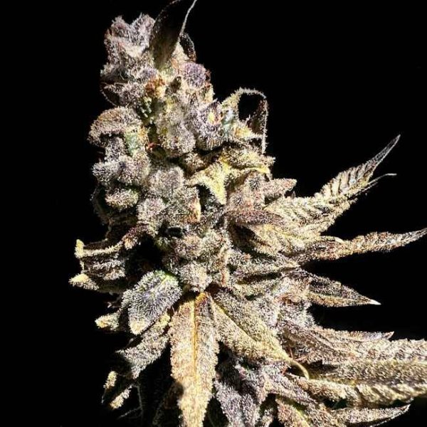 Kongzilla Feminised Seeds - 6