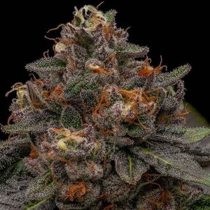 Korenji Feminised Seeds - 5