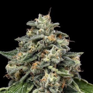Kosher Afghan Kush Regular Seeds - 11