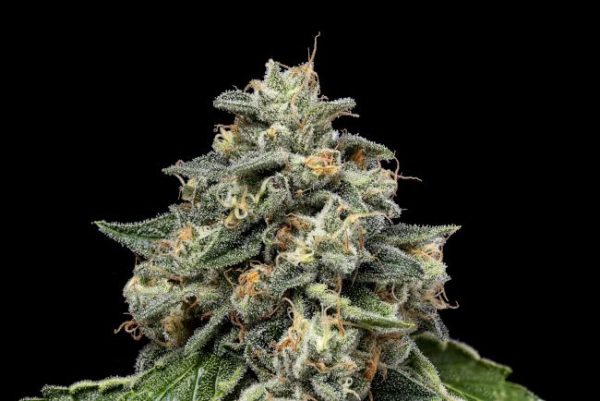 Kosher Afghan Kush Regular Seeds - 11
