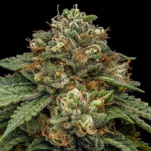 Kroma Feminised Seeds - 5