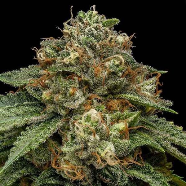 Kroma Feminised Seeds - 5