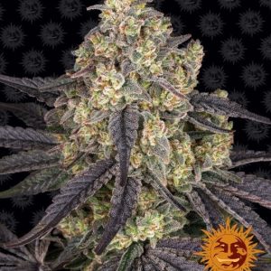 Kush Mintz Feminised Seeds - 10