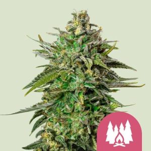 Larry OG Feminised Seeds - 5