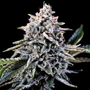 Laundry List Feminised Seeds - 5+2