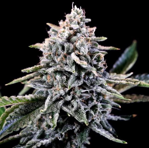 Laundry List Feminised Seeds - 5+2