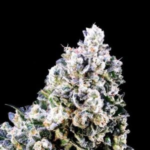 Laundry Shaman Feminised Seeds - 5+2