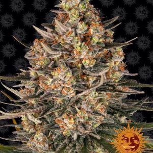 Lemon Drizzle Feminised Seeds - 10