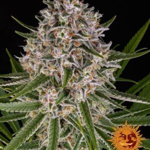 Lemon Haze Auto Feminised Seeds - 10