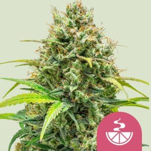 Lemon Skunk Feminised Seeds - 5