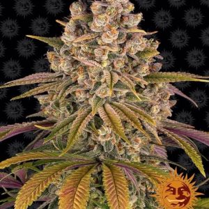 Lemon Tree Feminised Seeds - 10