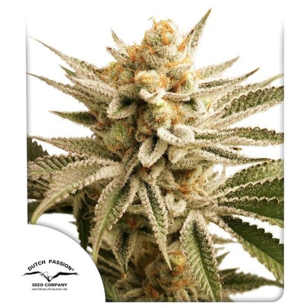 Lemon Z Feminised Seeds - 5