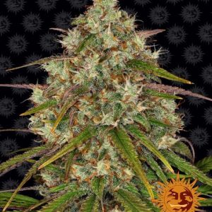 Liberty Haze Feminised Seeds - 10