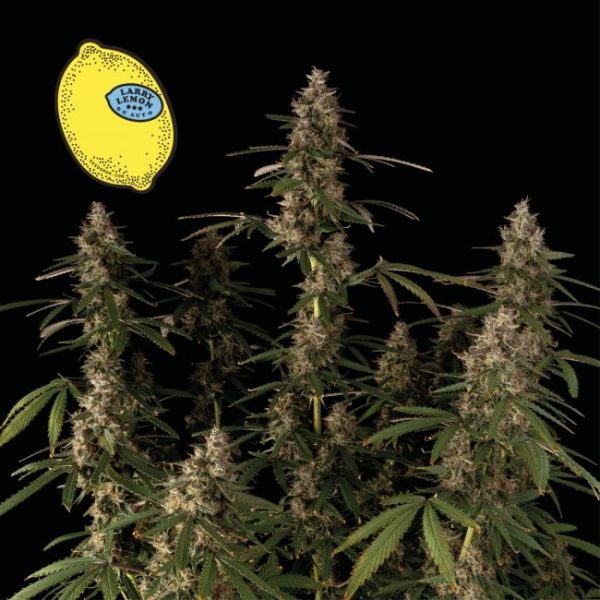 Larry Lemon OG Auto Feminised Seeds - 5 Pack - Seedsman - Image 2