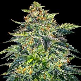 London Cream Cake Auto Feminised Seeds - 5