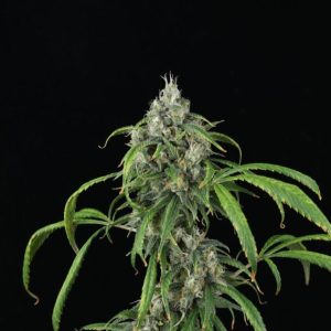 Mango Sky Auto Feminised Seeds - 5