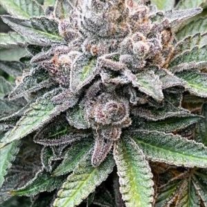 MarVista Feminised Seeds - 6