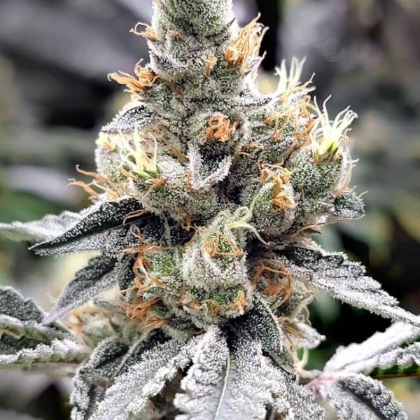 Megasonic Feminised Seeds - 6