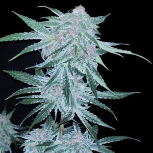 Midnight Bessie Auto Feminised Seeds - 6