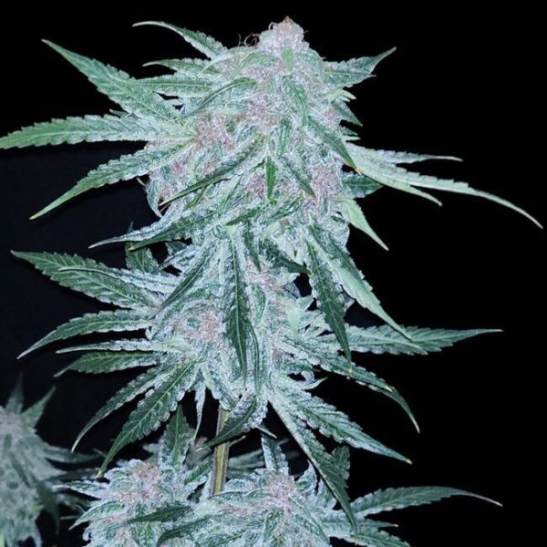 Midnight Bessie Auto Feminised Seeds - 6