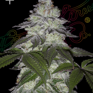 Milky Dreams Feminised Seeds - 5