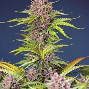 Mimosa Bruce Banner XL Auto Feminised Seeds - 5