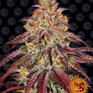 Mimosa x Orange Punch Auto Feminised Seeds - 10
