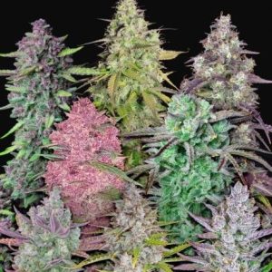 Fastbuds Mixed Pack Auto Feminised Seeds - 25