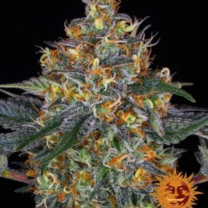 Moby Dick Auto Feminised Seeds - 10