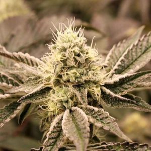 Mouth Wash Feminised Seeds - 10