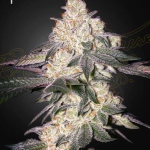 Moweeto Feminised Seeds - 5