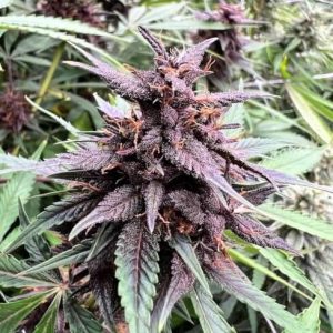 Neon Gummyz Auto Feminised Seeds - 5