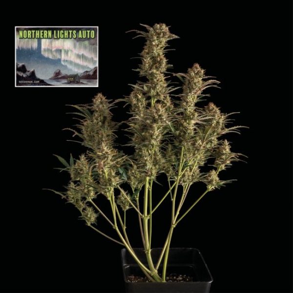 Northern Lights Auto Feminised Seeds - 10 Pack - Seedsman - Image 2