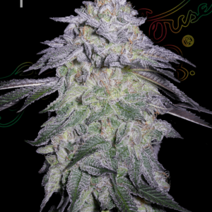 Nori Cake Feminised Seeds - 5