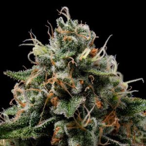 Northern Afghani Lights Regular Seeds - 11