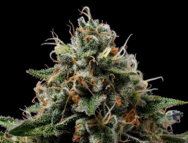 Northern Afghani Lights Regular Seeds - 11