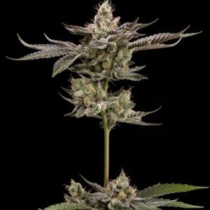 Northern Lemons Regular Seeds - 11