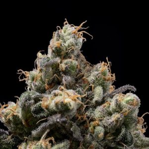 Northern Mints Regular Seeds - 11