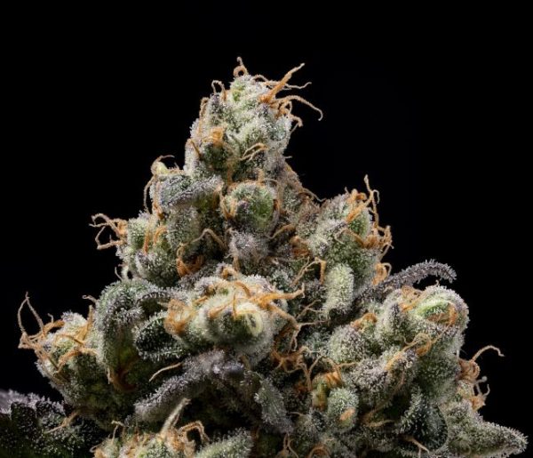 Northern Mints Regular Seeds - 11