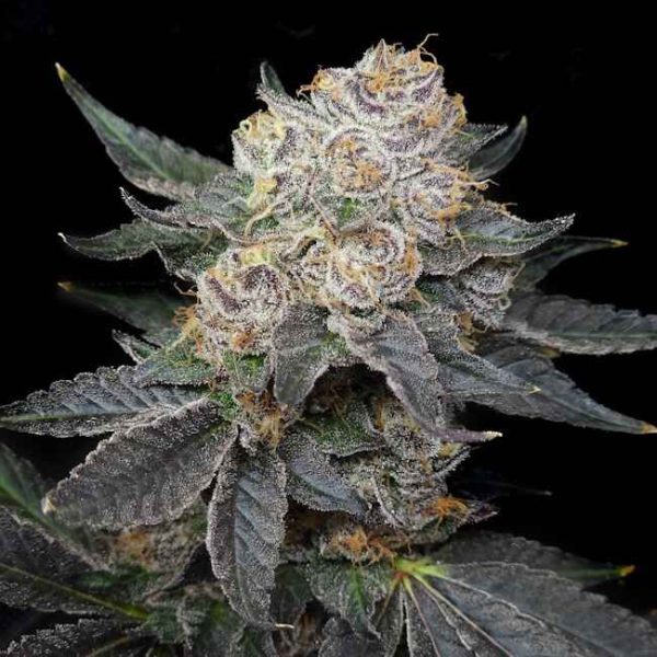 Northern Tropic Feminised Seeds - 6