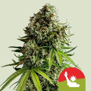 NYC Sour D Auto Feminised Seeds - 10