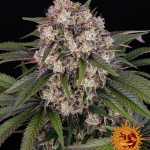 OG Kush Auto Feminised Seeds - 10