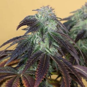 OG Kush Feminised Seeds - 5