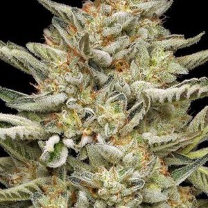 OG Triploid Feminised Seeds - 10