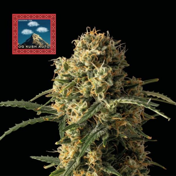 OG Kush Auto Feminised Seeds - 10 Pack - Seedsman - Image 2