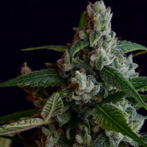 OGLA78 Bx Regular Seeds - 11