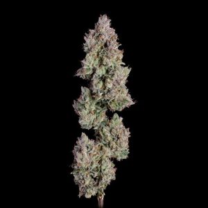 Oh My Thai Auto Feminised Seeds - 6