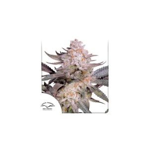 Orange Bud 2.0 Feminised Seeds - 10